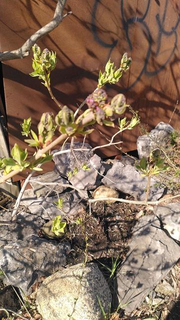 Bourgeons vert et rouge sur une branche, avec des roches à l'arrière plan
