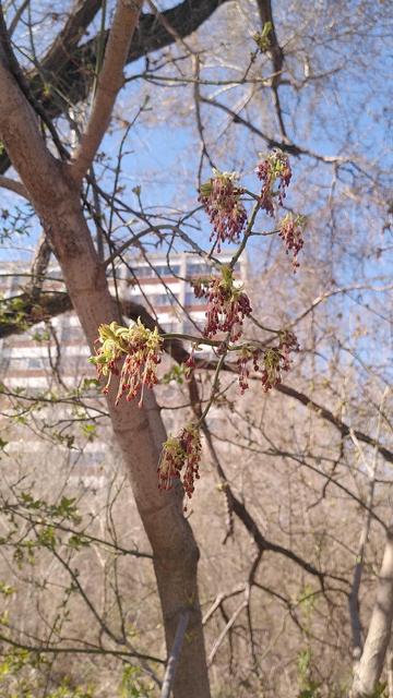 Bourgeons verts et rouges qui pendent sur une branche avec un ciel bleu à l'arrière plan