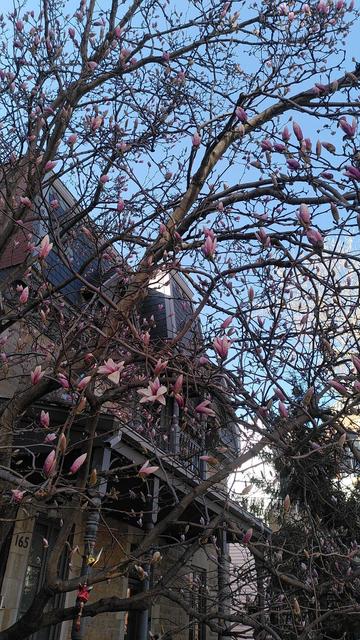 Des bourgeons de magnolia sur fond de ciel bleu, avec quelques magnolias en fleur
