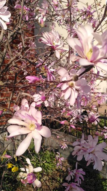 Gros plan sur une sorte de magnolia rose particulière en fleurs