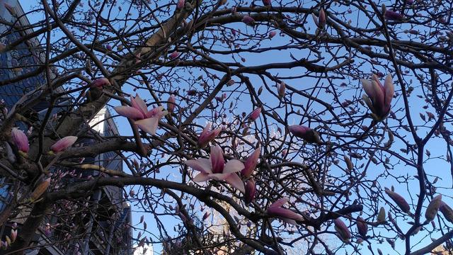 Gros plan sur quelques fleurs de magnolia ouvertes sur fond de ciel bleu