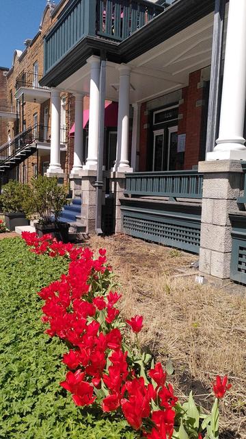 Une rangée de tulipes rouges et de plantes vertes dans le jardin d'un bâtiment à colonnes