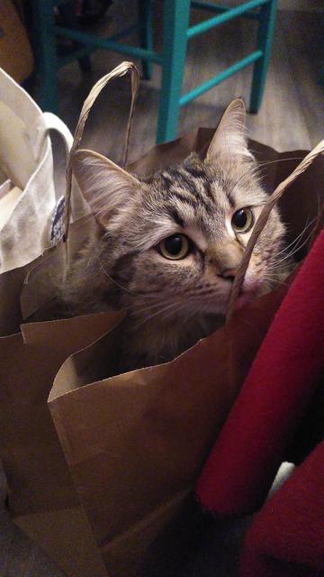 Un chat tigré avec du poil qui sort des oreilles est caché dans un sac en papier brun. Seule sa tête dépasse.