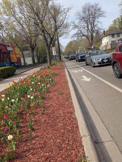 Tulips on a mulch covered boulevard between a sidewalk and street with painted bike lane. Vehicular traffic is backed up within view.