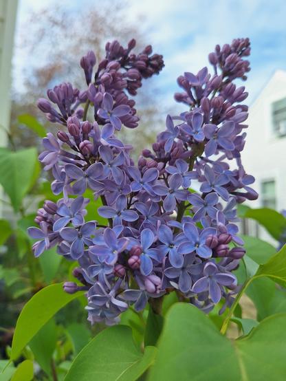 Photograph of pink buds and bluish-purple lilac flower clusters springing out of bright green leaves