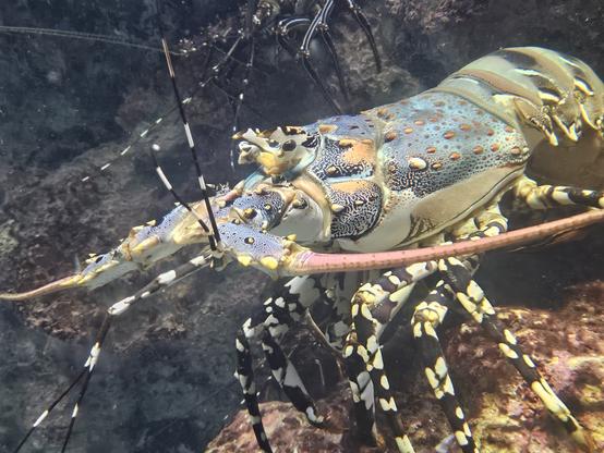 Spiny lobster in semi lateral view on a rock. It has very robust second antennae that are pink. The first antennae are up and tasting something. The legs are striped black and white. The body is an explosion of multiple pastel colors such as purple, blue, and orange