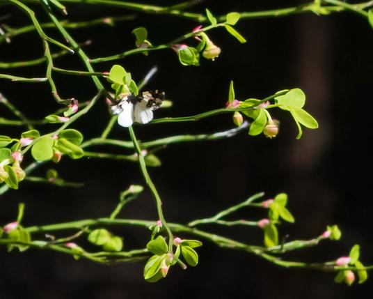 Against a dark, almost black forest background, huckleberry branches glow in the sunlight. Small, bright green leaves, green stems, tiny, pinkish upside-down urn-shaped flowers. In front of the huckleberry, a white moth spreads its wings. The centre and tips of the front wings have black and brown patterns; the rear wings are blazing white.