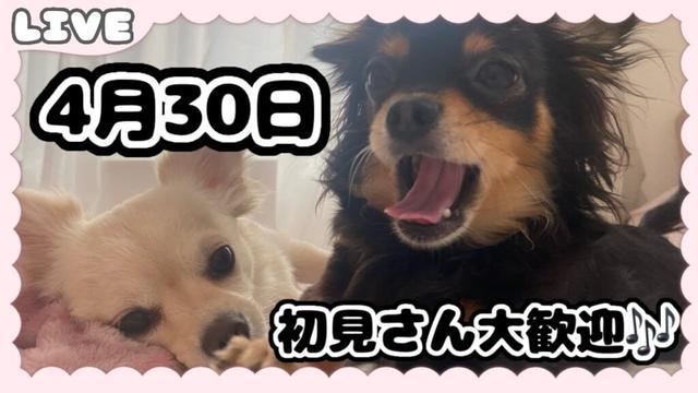 【🔴4/30 あいむ＆ゆめの様子をライブ配信でお届け】毎週３回の定期配信┊初見さん大歓迎です🎶