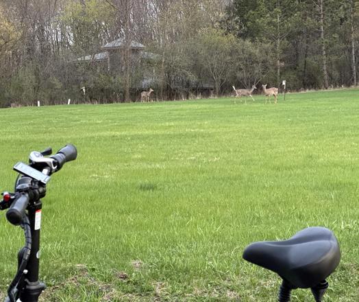 Photo of three deer, somewhat in the distance, standing in a large field of green grass. In the foreground the black handlebars of a bicycle are on the left and the black seat is on the right. Behind the deer is a thicket of trees, with a house somewhat visible behind the trees in the center left.
