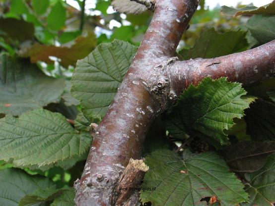 Photo of treespecies Corylus maxima : Category is bastjong