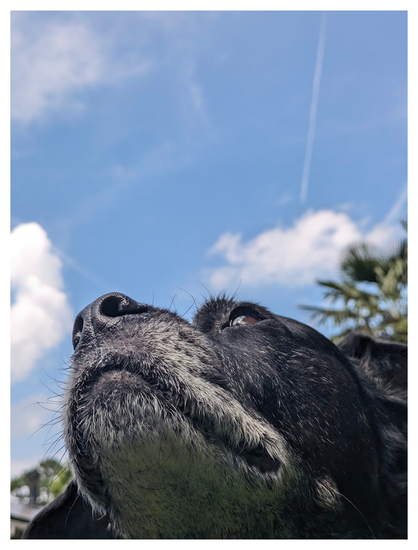 view from under the chin on a black lab/bully mix with graying muzzle. the background is bits of treetops and a partly cloudy afternoon sky.