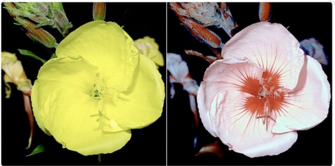 on the left, a yellow, four-petaled evening primrose flower, and on the right the same flower photographed with film that detects ultraviolet, and showing a star-like "nectar guide" pattern in the center of the flower