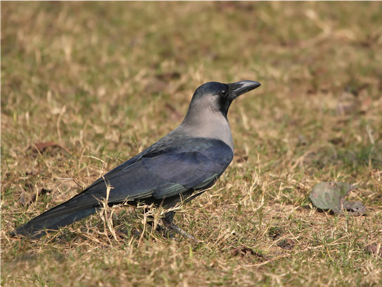 Corvus splendens (known as house crow) standing on a grassy ground and slightly looking up.