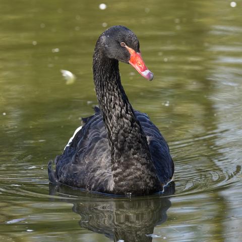 Ein Schwarzschwan (Cygnus atratus) schwimmt auf den Betrachter zu. Den Kopf hat er etwas nach links gedreht.
Schwarzschwäne erreichen ausgewachsen eine Körperlänge von 110 bis 140 Zentimetern. Die Flügelspannweite beträgt zwischen 160 und 200 Zentimetern. Männchen wiegen durchschnittlich sechs Kilogramm, Weibchen dagegen fünf.
Das Gefieder ist schwarz. Die Füße sind anthrazitfarben mit schwarzen Krallen. Von weißer Farbe sind lediglich die Schwungfedern, die aber fast immer im Gefieder versteckt sind und bei geöffneten Flügeln bzw. im Flug sehr gut sichtbar werden. An den Flügelrändern haben die Tiere gelockte Federn. Der Schnabel ist leuchtend rot gefärbt und wird von einem weißen Band nahe der Schnabelspitze geziert. Die Augenfarbe variiert zwischen Orange und Hellbraun bis zu schwarz.