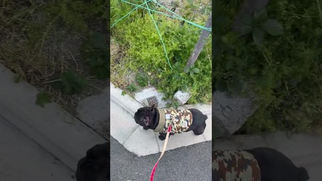 【今朝の凛さん】早朝から病院へ向かうフレンチブルドッグ🐶#frenchie #frenchbulldog #frenchbulldoglife #shorts