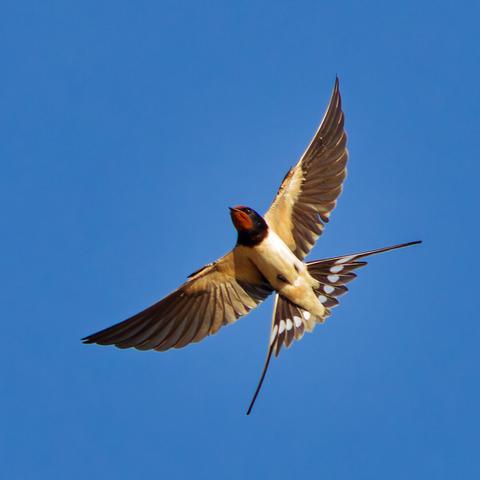 A barn swallow in rapid flight, its underside visible. Wings and tail spread wide.