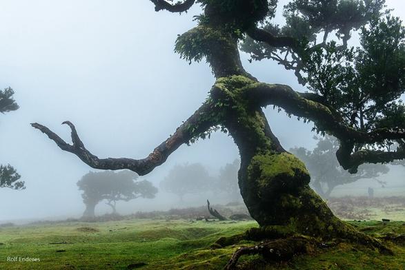 A moss-covered tree with an unusual twisted shape stands in a foggy landscape. Behind it, silhouettes of other trees can be seen through the mist, creating an ethereal atmosphere.