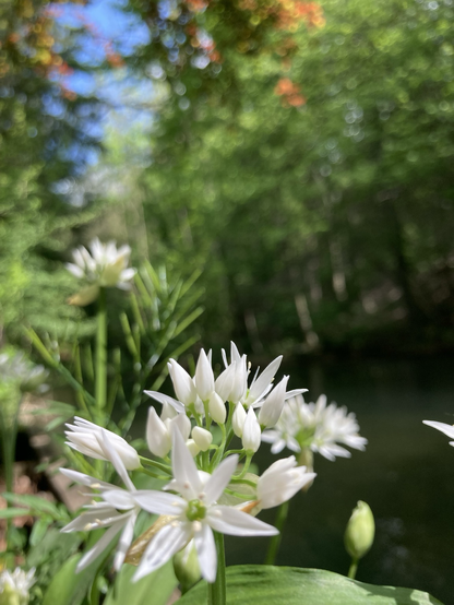 une touffe d'ail des ours en fleurs au bord d'un petit cours d'eau.