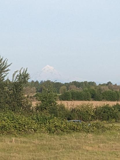 View of Mt Hood in the distance, shrubs grassland and a deciduous forest in the foreground