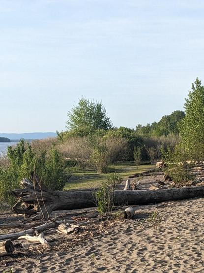 A sandy beach along the Columbia with some forbs, driftwood logs, a deciduous forest in the distance
