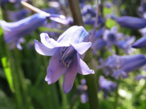 Eine Blüte vom Hasenglöckchen scharf im Vordergrund, weitere unscharf dahinter.