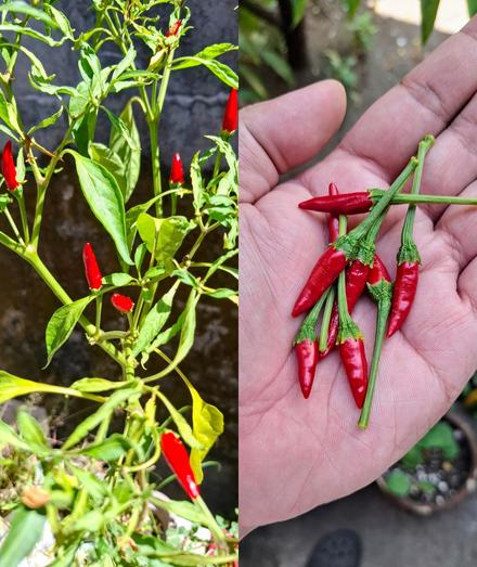 A collage of photos of a pepper plant bearing very red peppers and a hand holding the harvested peppers.