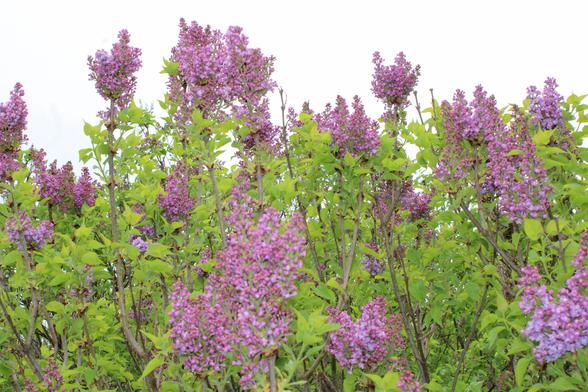 A lilac bush with many purple bloom clusters and bright green leaves against a cloudy sky.
