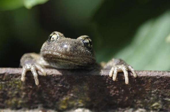 Sur fond de feuille verte, un jeune crapaud occupe le centre de l'image. Il appuie ses pattes sur une barre métallique et semble regarder le monde d'un oeil étonné.