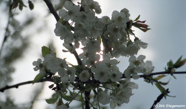 Frühling