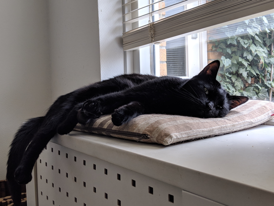 A black cat lying on a pillow on the window still. He is looking lazily towards the camera through almost closed eyes. His tail an hind legs are dangling over the edge.