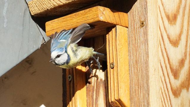 Die Blaumeise im Abflug aus dem Nistkasten. Sie ist lang gestreckt und scheint sich mit den Füßen vom Nistkasten abzustoßen.