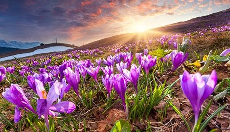 * The photo shows a pre-alpine meadow landscape filled with blooming crocuses and flooded with sunbeams. 


May Brings Warming Rays
Poet: Catherine Pulsifer

May brings forth spring's warming rays,  
Snow has melted from winter's days.  
Flowers bloom in this season of growth,  
Renewal's breath fills all things to the utmost.  

No more the biting cold of seasons past,  
Warmth and light upon the earth are cast.  
May renews and awakens all that's within,  
So let us too begin anew and begin again.