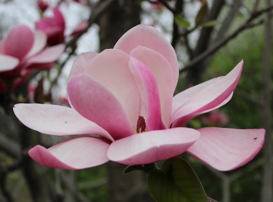 Close up of a pink magnolia blossom with others blurred in the background.