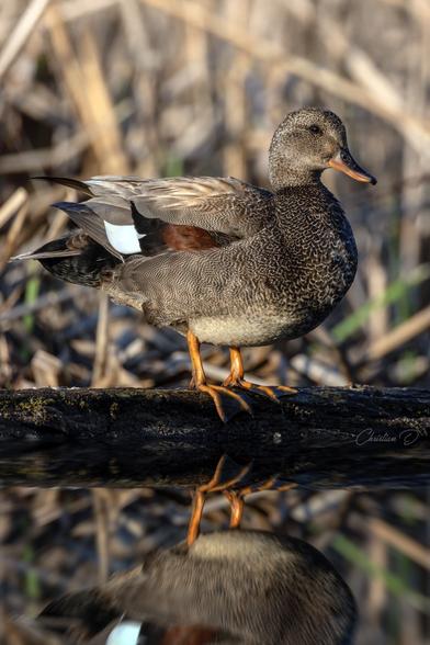 Quand le Canard chipeau prend la pose pour le photographe...
(Gadwall)