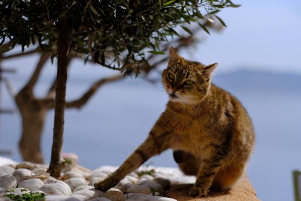 Photo of a beautiful tabby cat. The cat sits next to a tiny tree in a bed of smooth pebbles. Its right leg is stretched, giving its body a dynamic pose. Behind the cat, out-of-focus, is the greyish blue sea with an island on the horizon.