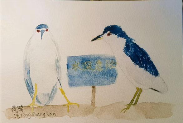 Nycticorax nycticorax
watercolor
水深危险
