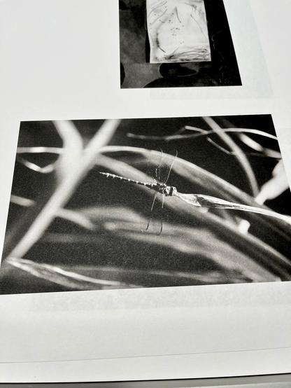 Close-up of a printed sheet with a bw photograph of a dragonfly on a leaf.