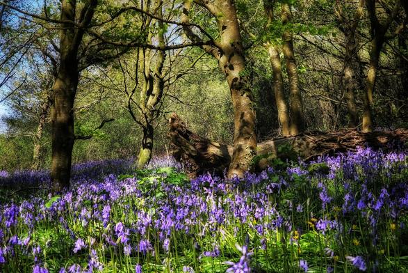 A wide shot of a forest floor densely covered in blooming bluebell flowers, with trees scattered throughout the scene and a fallen tree trunk to the right.