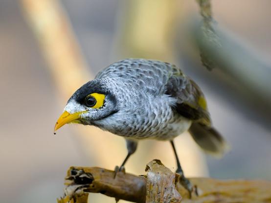 A close up of a Noisy Miner standing on a branch, looking directly at the photographer