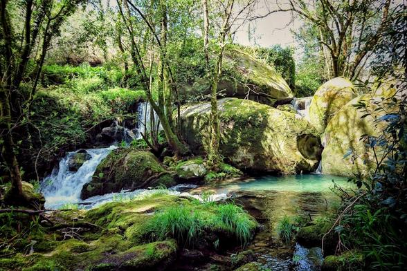 A small waterfall cascades into a clear pool surrounded by moss-covered rocks and lush green foliage in a wooded area.