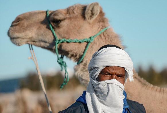 Un chamelier vêtu d'un turban blanc se tient à côté de son chameau beige dans le désert du Sahara algérien. Le chameau porte un licol vert. En arrière-plan, un vaste paysage désertique s'étend sous un ciel bleu clair. La scène illustre le mode de vie traditionnel des chameliers dans un environnement désertique typique.