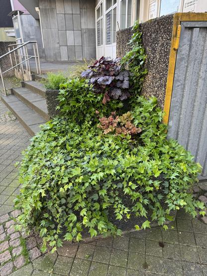 Das Bild zeigt ein üppiges, grünes Pflanzenarrangement, das vor einer grauen Betonwand und einem gepflasterten Gehweg steht, wodurch die lebendige Farbe der Pflanzen in der ansonsten grauen Umgebung besonders hervorgehoben wird.