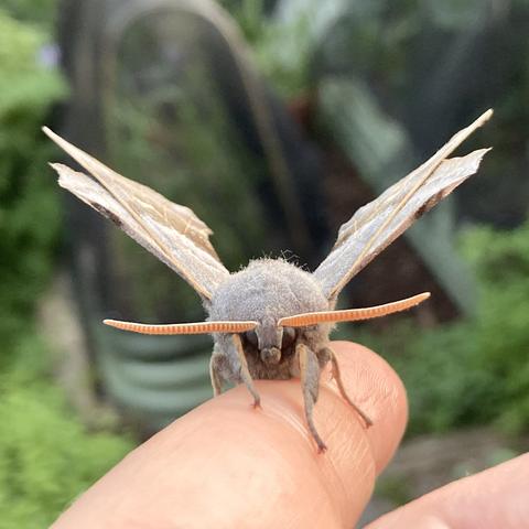 Front on shot of a Poplar Hawk Moth on a finger.  It has a large round fuzzy, cute head, like felt, with two thick orange antennae poking out left and right.  It has two black eyes either side of snout.  Its wings angle out left and right, diagonally upwards as if about to take off.