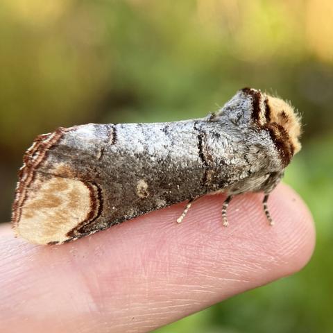 Side on shot of 3cm moth on a finger.  it is tubular or twig shaped.  It has a flat, buff coloured head and pinched together flattened back end, which is also buff. Its main body is silver grey with black flashes like the bark of a birch tree.  It resembles a twig that has been snapped off a tree.