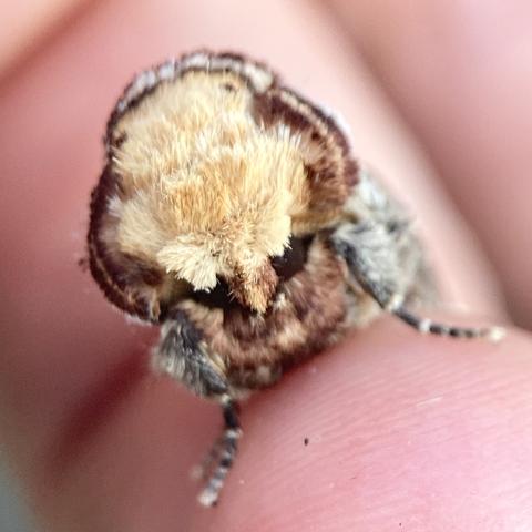Front on shot of a Buff Tip moth.  It has a large buff coloured flat face with two tiny eyes quite low down giving the appearance of a giant forehead. It is cute and furry.
