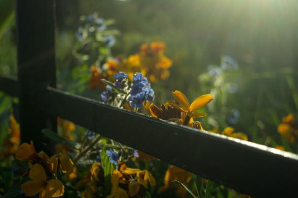 Photo, somewhat washed out by low bright sunlight coming from the front, of dark yellow and and mid-blue flowers in green grass behind the bottom flat metal bar of a fence. On the left is a fence post, creeping under the bar beneath it are more of the yellow flowers. The only part fully in focus is one yellow flower leaning on the fence from the other side, everything else is hazy, blurry.