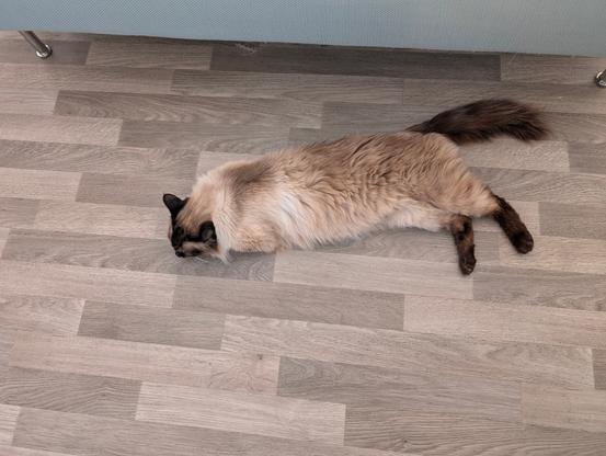 Chat affalé sur le lino. Il va bientôt falloir ressortir le tapis réfrigérant.