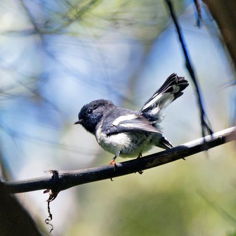 Photo shows a black and white small bird peering over its left shoulder towards the photographer. It has its wings down and tail up. Its feathers look a bit ruffled. It stands on a clean branch, and in the smoothed background there is a mix of tree branches, leaves and an overcast, blue sky.