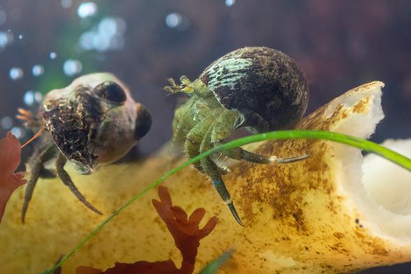 Two hermit crabs; on the right, a very green Hairy hermit (dotted-line antennae), and on the left, a Grainy Hand hermit (orange antennae). Both wear well-aged shells; a couple of dark limpets are cleaning algae off the shell on the left. The hermits stand on a broken kelp bladder, a thick-walled globe and the top of its stipe. The outer skin is brown, mostly eaten away by now; beneath that, there's a thin yellow layer, and the inner flesh is white. In front, here, there's a blade of eelgrass and another of red algae.