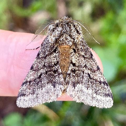 Overhead shot of a 2.5cm chunky triangular moth on a finger.  It resembles a lush carpet.  It has a furry,  ginger abdomen which peeks out between two beautiful carpeted wings.  They are steel grey with black peppery dusting and three black wavy lines running horizontally.  It has two leaf-shaped feathered antennae.